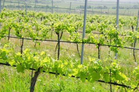Rows of vine plants Stock Photos