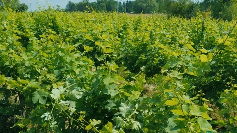 Rows of vine in a small vineyard swinging in the wind Stock Footage 117670361