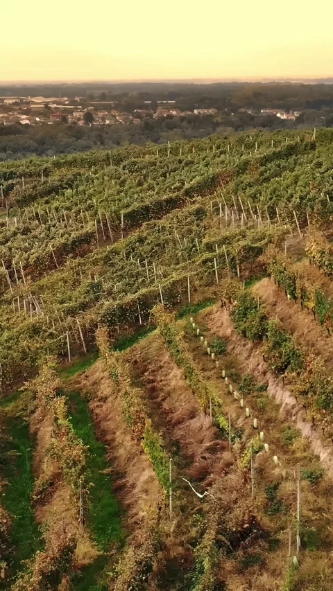 Rows of vine in vineyards. Top view. Tidy rows of grapevines with ripening red Stock Footage 314565171