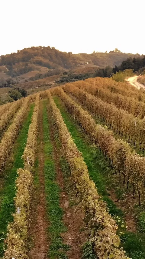 Rows of vine in vineyards. Top view. Tidy rows of grapevines with ripening red Stock Footage 314839064