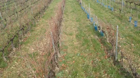 Rows of vines, aerial Stock Footage 112630811
