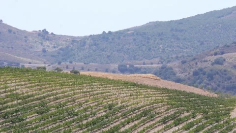 Rows of Vines in Alpujarra Hill Stock Footage 321702847