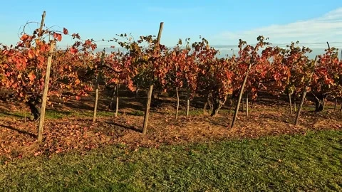 Rows of vines in autumn before the harvest Stock Footage 313634326