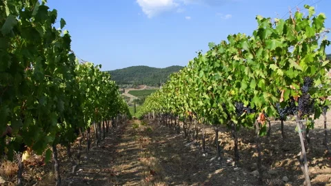 Rows of vines with black grapes just before the harvest Stock Footage 160563266