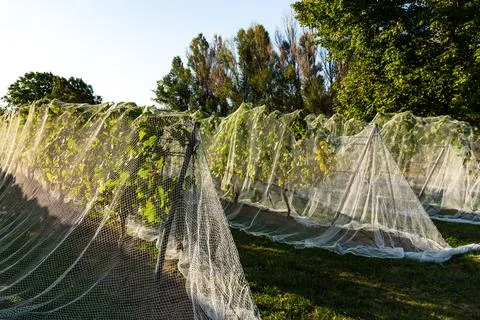 Rows of vines covered in white nets Stock Photos