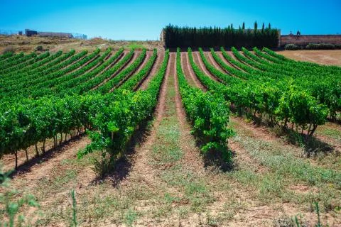 Rows of vines in the field in Spain Stockfoto's
