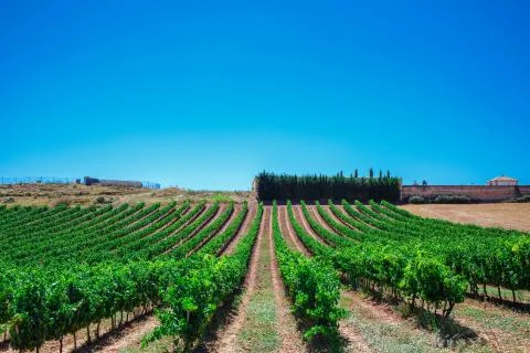 Rows of vines in the field in Spain Fotos de archivo
