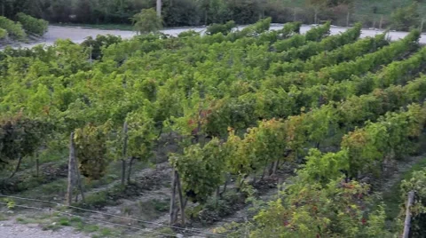 Rows of vines in a field in the winery grounds Video stock 68978144