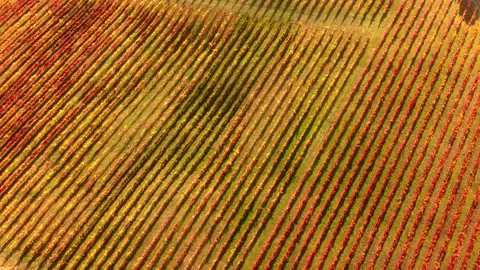 ROWS OF VINES IN THE HILLS Stock Footage 164145450
