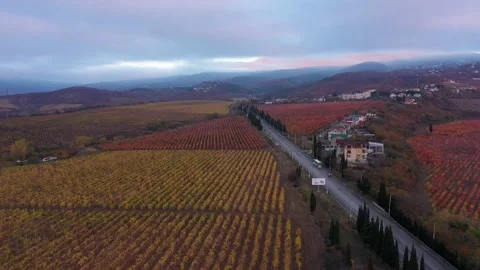 Rows of vines on the mountain slopes. Valley of Winemaking, Mediterranean Wine Stock Footage 229593214