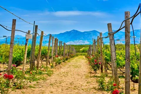 Rows of vines, mountainous landscape on sunny day, Crete island, Greece Stock Photos