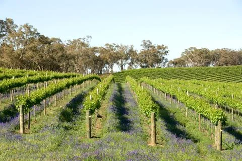 Rows of vines Stock Photos