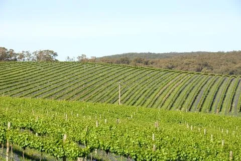 Rows of vines Foto stock