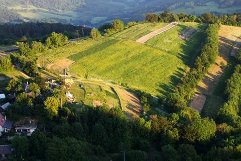 Rows of vines Stock Photos