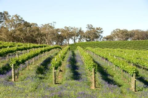 Rows of Vines Stock Photos