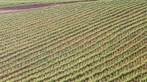 Rows of vines Stock Photos
