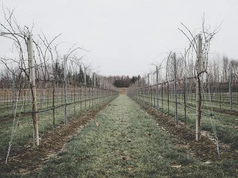 Rows of vines  Stock Photos