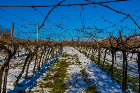 Rows of vines in the snow Stock Photos