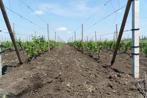 Rows of vines in spring against the blue sky. Stock Photos
