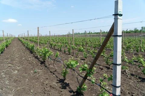 Rows of vines in spring against the blue sky. Stock Photos