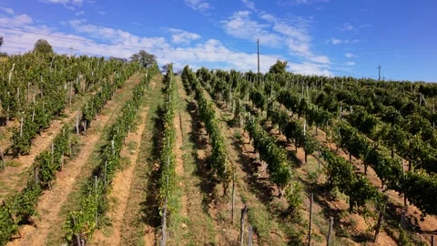 Rows of vines stretch across the landscape in France, showing the vineyard 스톡 동영상 346720116