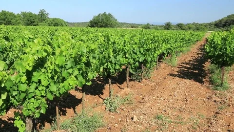 Rows of vines in the sun. Stock Footage 121061615