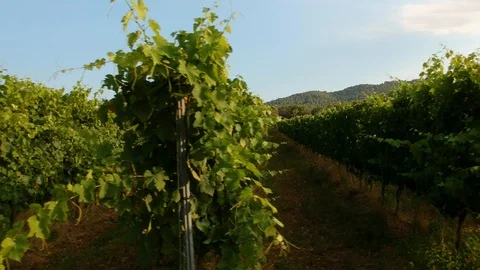Rows of vines on a sunny day, drone view. Stock Footage 110931962