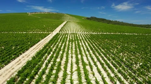 Rows of vines on the sunny slopes of the grape plantation of the island of Brac. Stock Footage 294971750