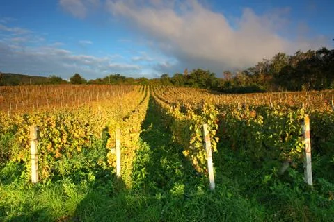 Rows of vines to sunset Stock Photos