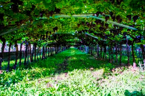 Rows of vines two Stock Photos