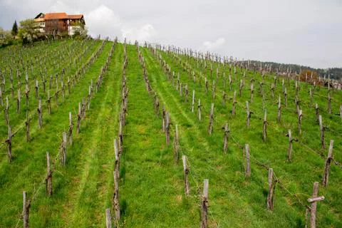 Rows of vines in vineyard in austria Stock Photos
