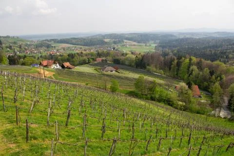 Rows of vines in vineyard in austria Stock Photos