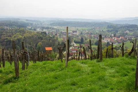 Rows of vines in vineyard in austria Stock Photos