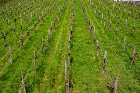 Rows of vines in vineyard in austria Stock Photos