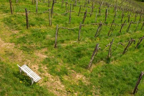 Rows of vines in vineyard in austria Stock Photos