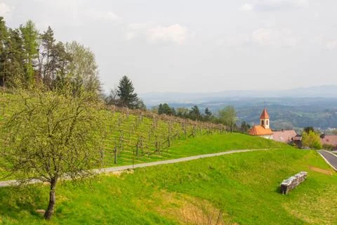 Rows of vines in vineyard in austria Stock Photos