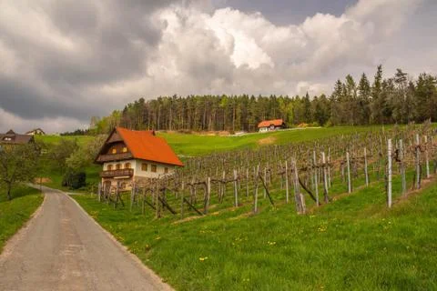 Rows of vines in vineyard in austria Stock Photos