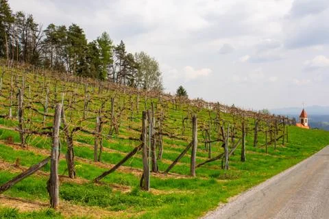 Rows of vines in vineyard in austria Stock Photos