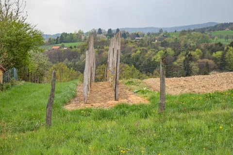 Rows of vines in vineyard in austria Stock Photos