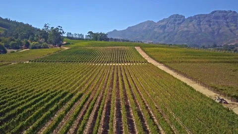 Rows of vines in a vineyard Stock Footage 309651033