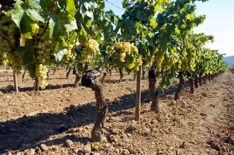 Rows of vines in vineyard Stock Photos