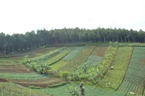 Rows of vines in vineyard Stock Photos