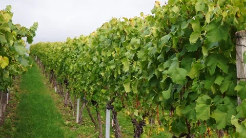 Rows of vines in the vineyards Stock Footage 118082996