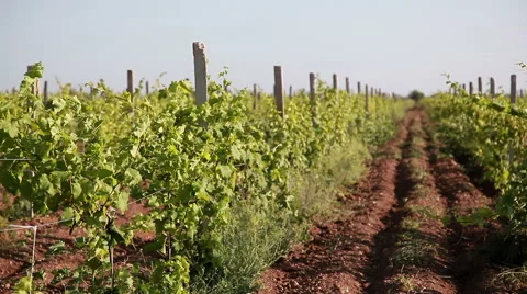 Rows Of Vineyard Stock Footage 52364749