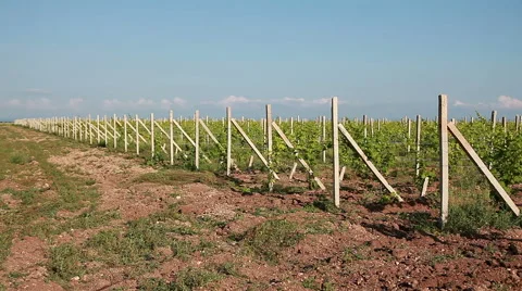 Rows Of Vineyard Stock Footage 52435085