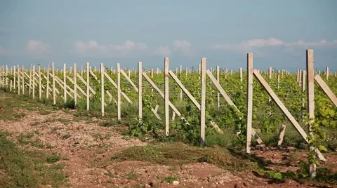 Rows Of Vineyard Stock Footage 53187663