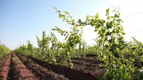 Rows Of Vineyard Stock Footage 55667032