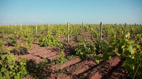 Rows Of Vineyard Stock Footage 55746100
