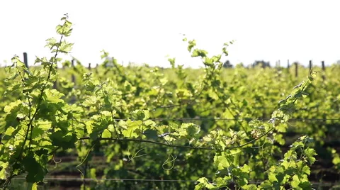 Rows of Vineyard Stock Footage 58517601