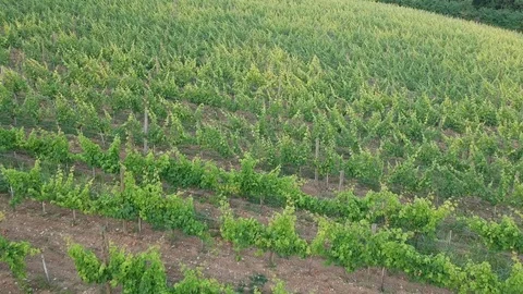 Rows of vineyard Stock Footage 90943660